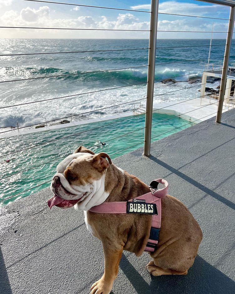 Bubzy Brands harness